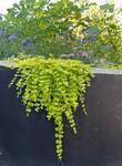 Plant name: Golden Creeping Jenny  Lysimachia nummularia cv. Aurea